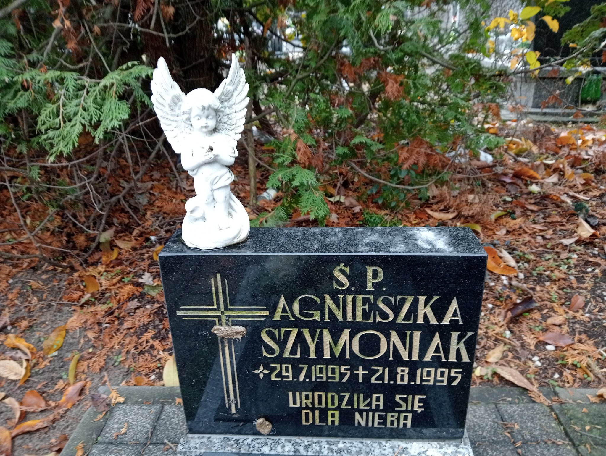 Maciej Kołodziejczak 2010 Pleszew - Grobonet - Wyszukiwarka osób pochowanych